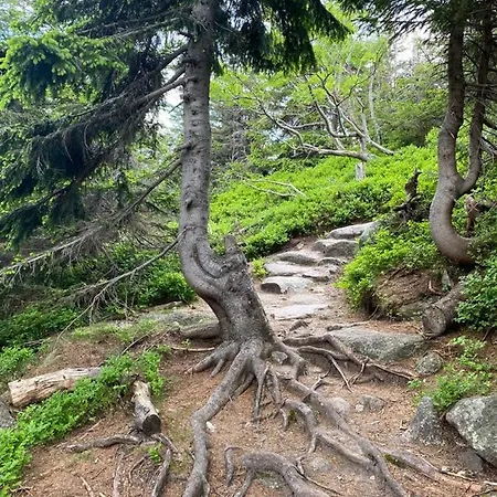 Apartamento Zielone Wzgórze 2 *