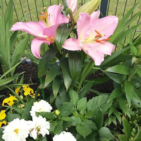 Apartamento Zielone Wzgórze 2