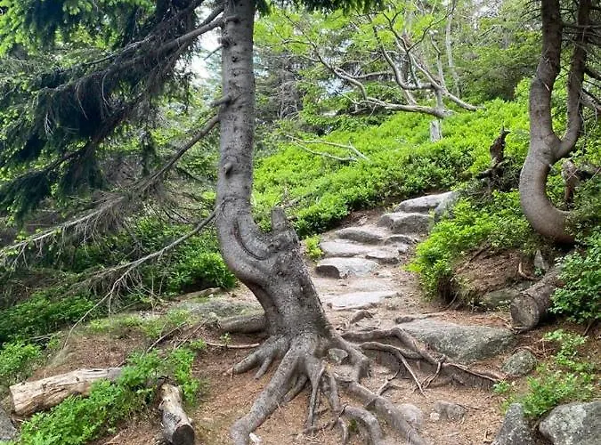 Appartement Zielone Wzgorze 2 *