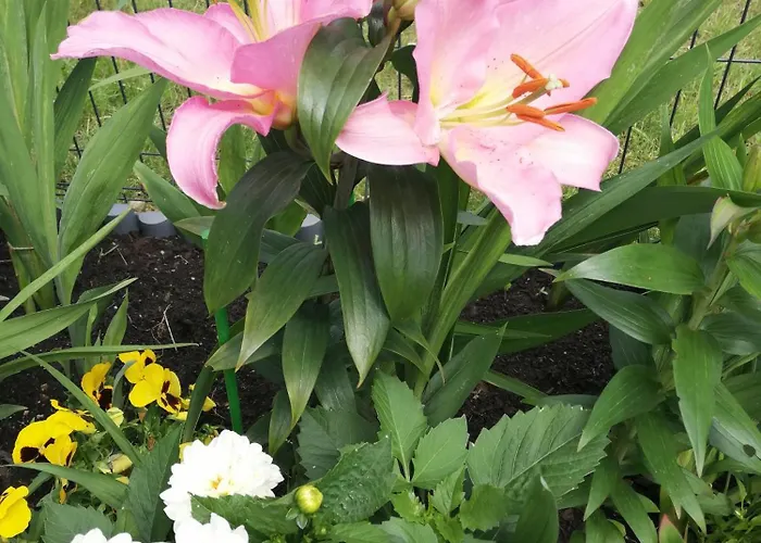 アパート Zielone Wzgorze 2